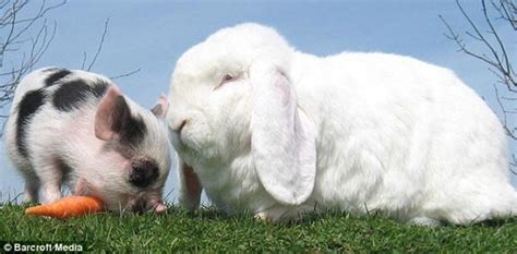 猪和兔子